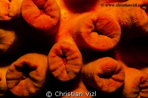 Natural color, only enhanced by the flash! by Christian Vizl 